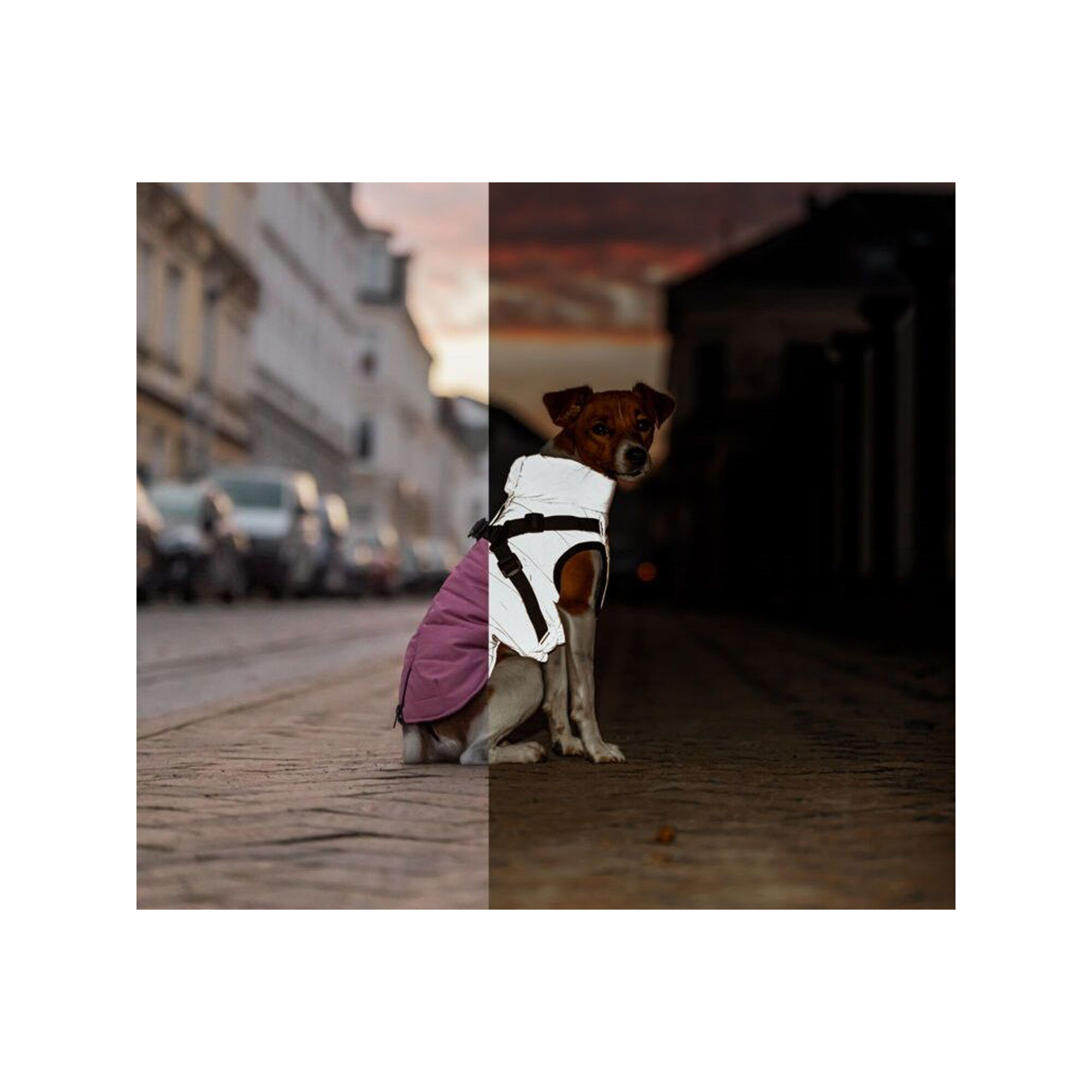 Trixie Winter Coat with Harness Pontis Reflect - Gray - XXS - 24 cm