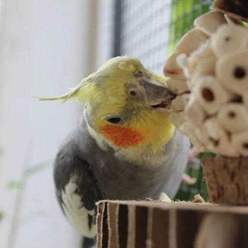 Back Zoo Nature Shredder Smasher