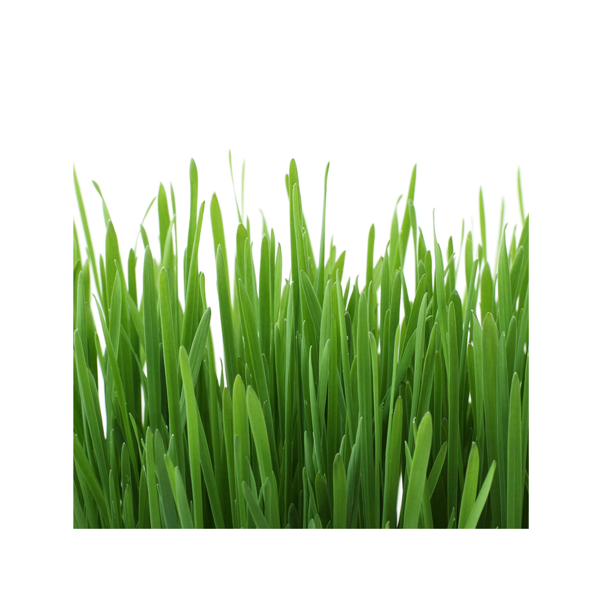 GimCat Hydro-Gras - 150g