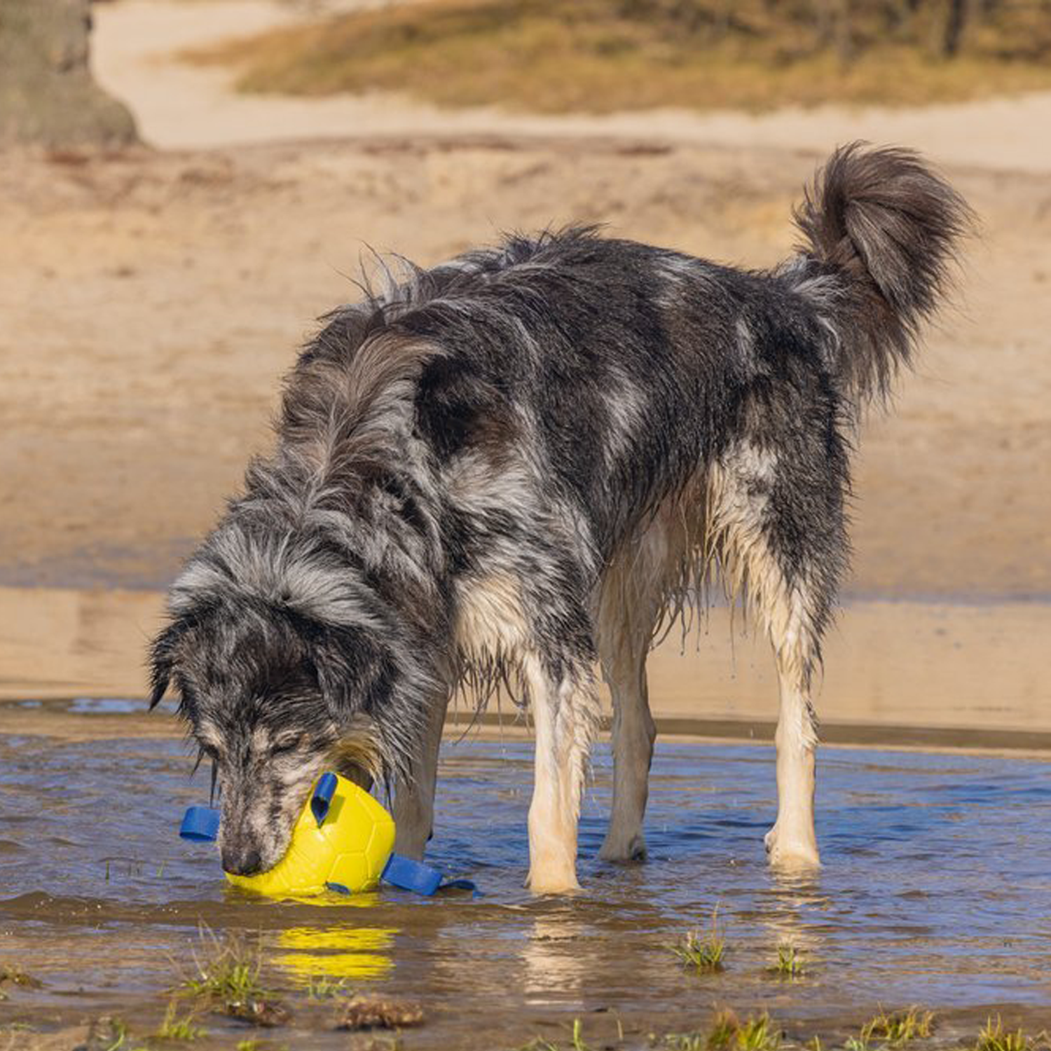 Beeztees Fetch Ball Power