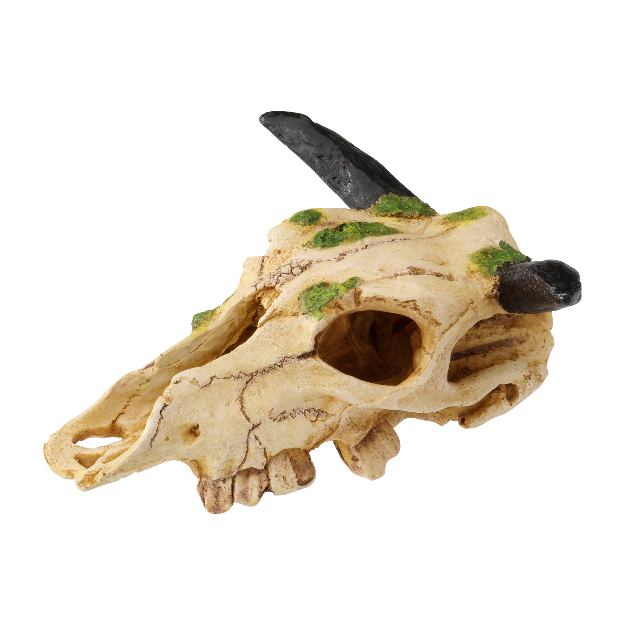 Terra Della Caraboa Skull