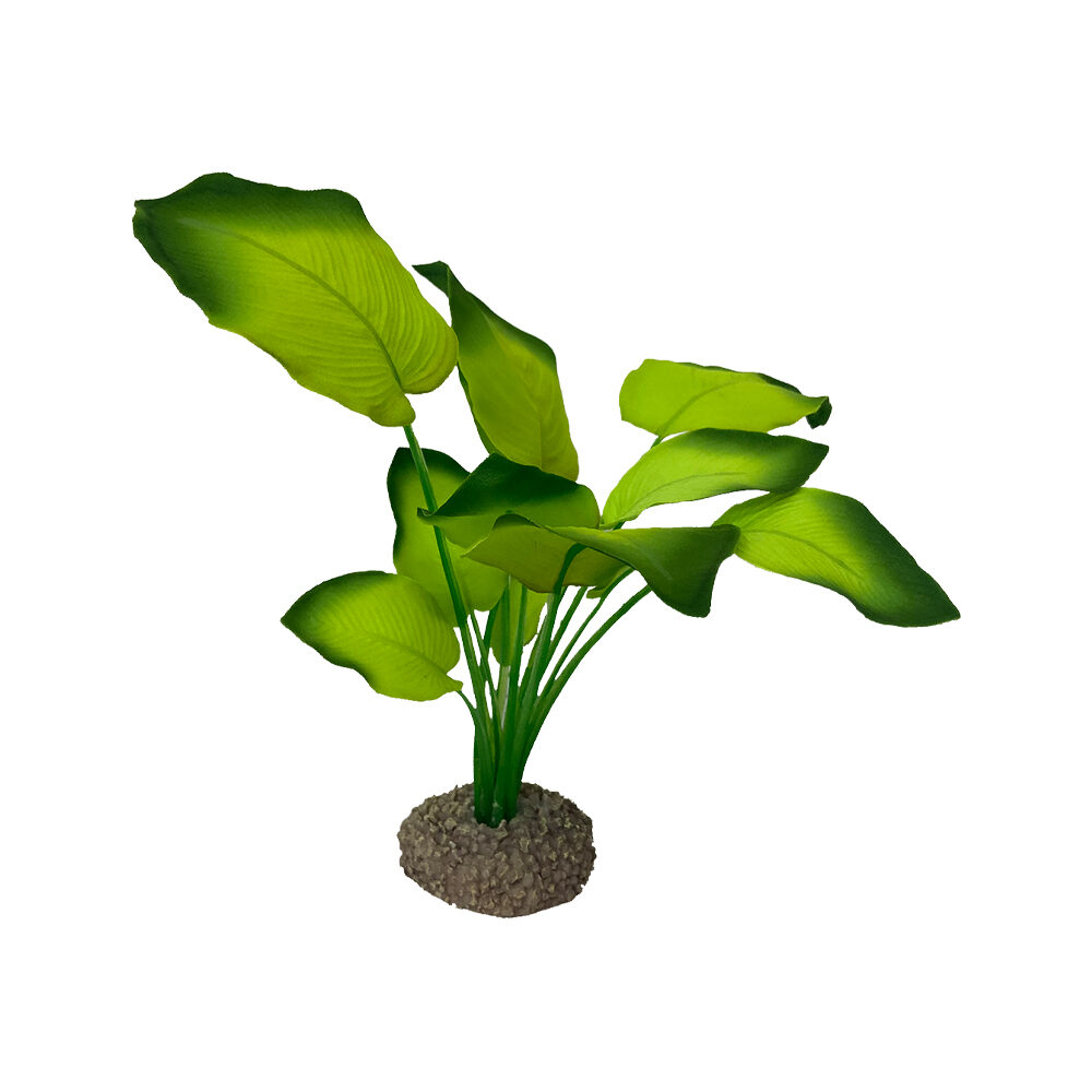 Aqua Della Anubias - Green - 17 cm