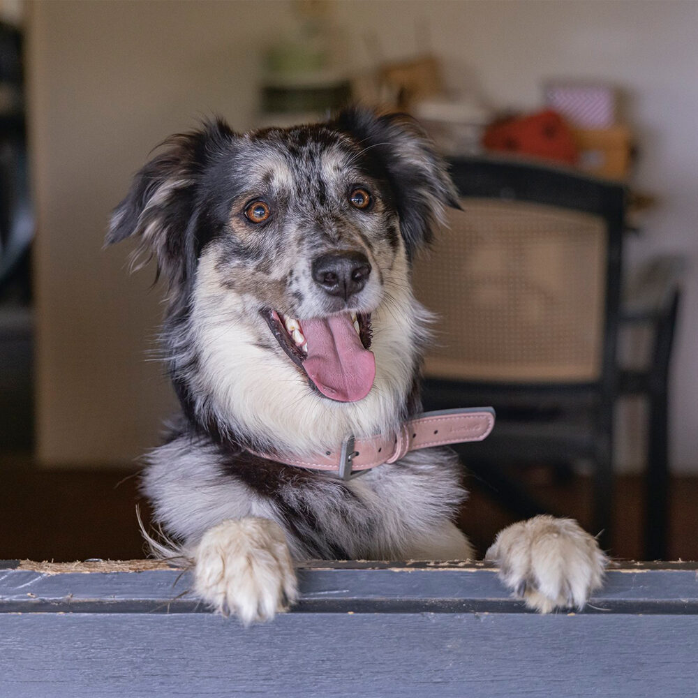 Beeztees Balacron Ax Dog Collar - Faux Leather - Brown - 21-26 cm x 10 mm