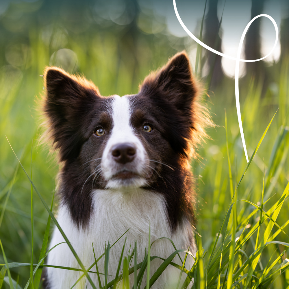 Yarrah - Bio Vega Dog Food Bio - 12 x 150g