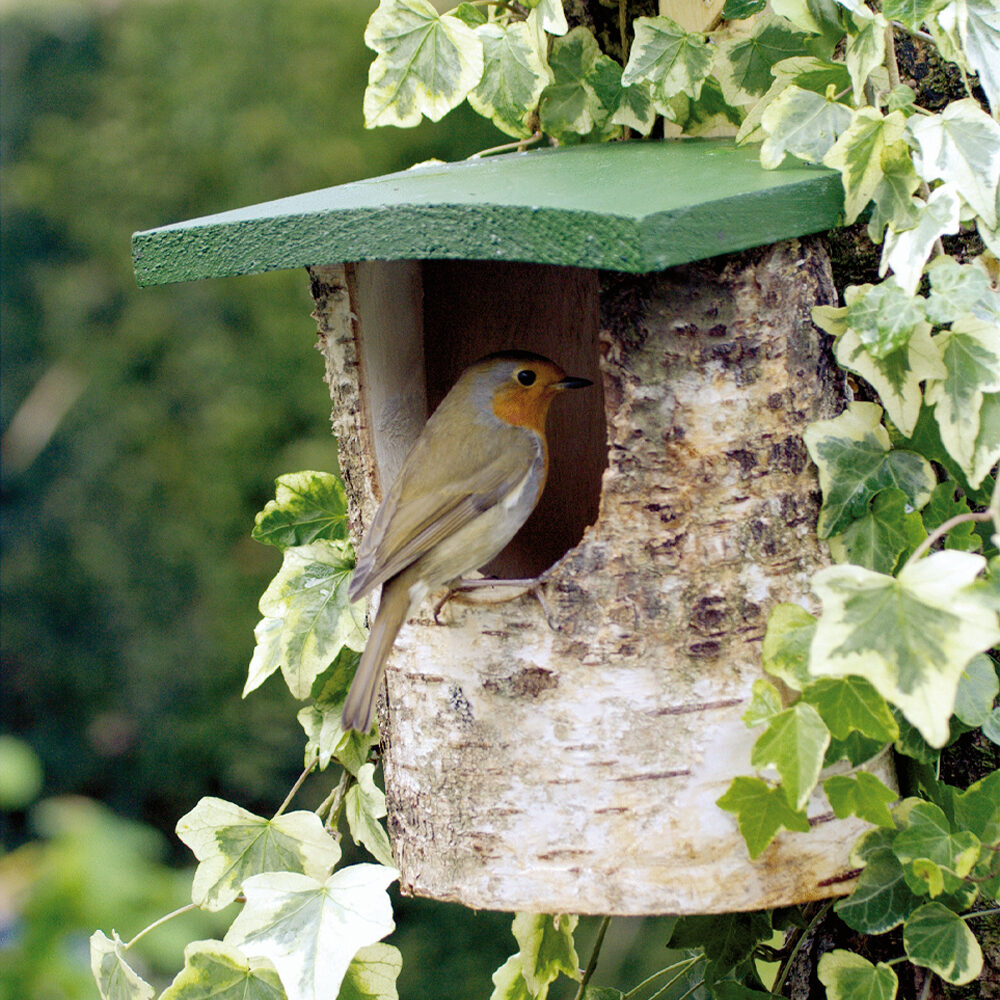 Wildbird Birch Nest Box