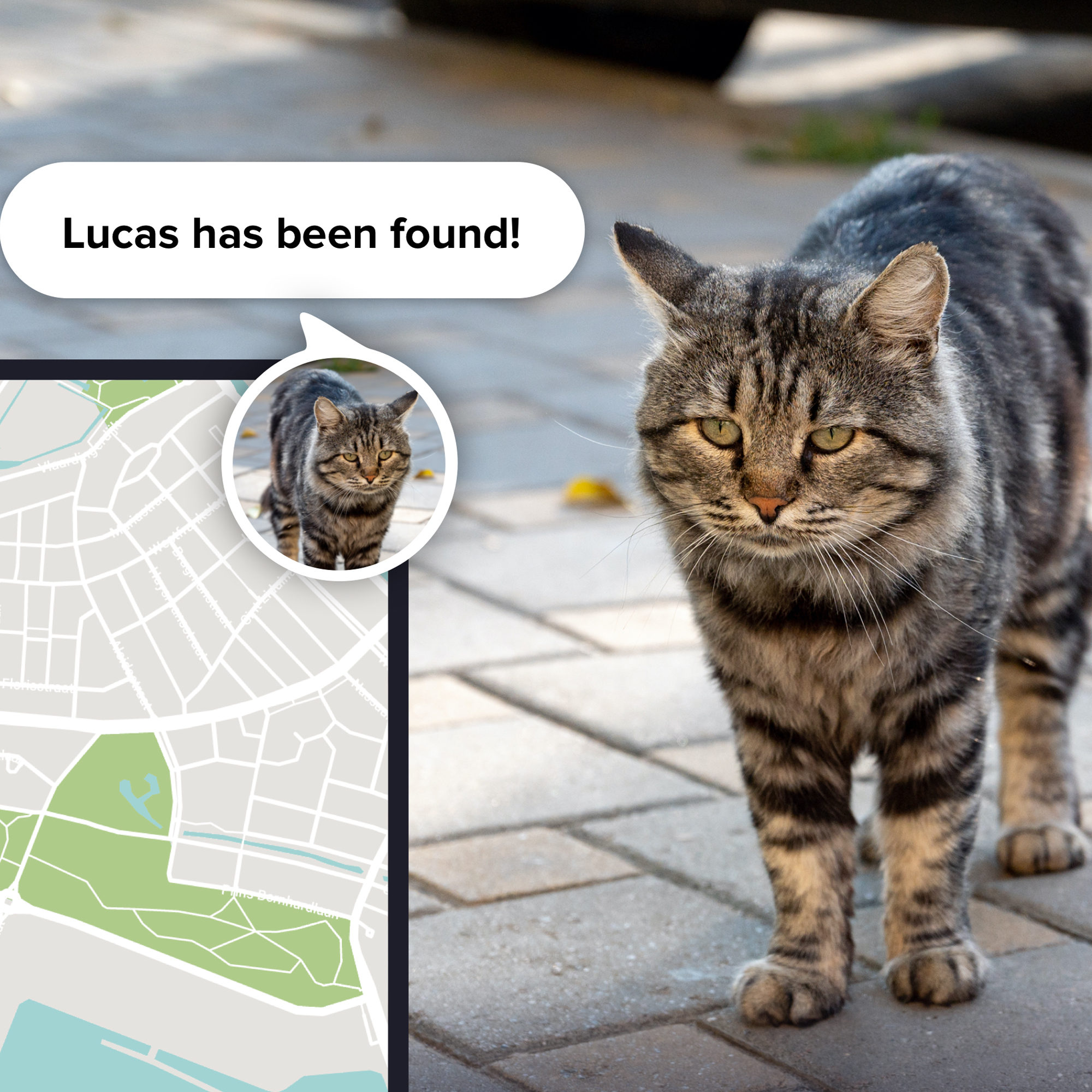 Pet QR Smart QR-tag - Black + 1 Year Cloud