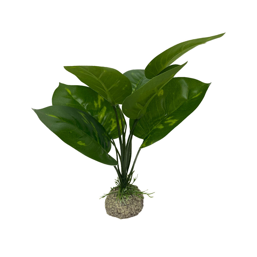 Aqua Della Anubias - Green - 17 cm