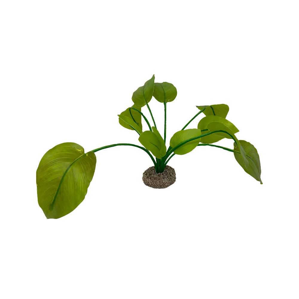 Aqua Della Anubias - Green - 17 cm