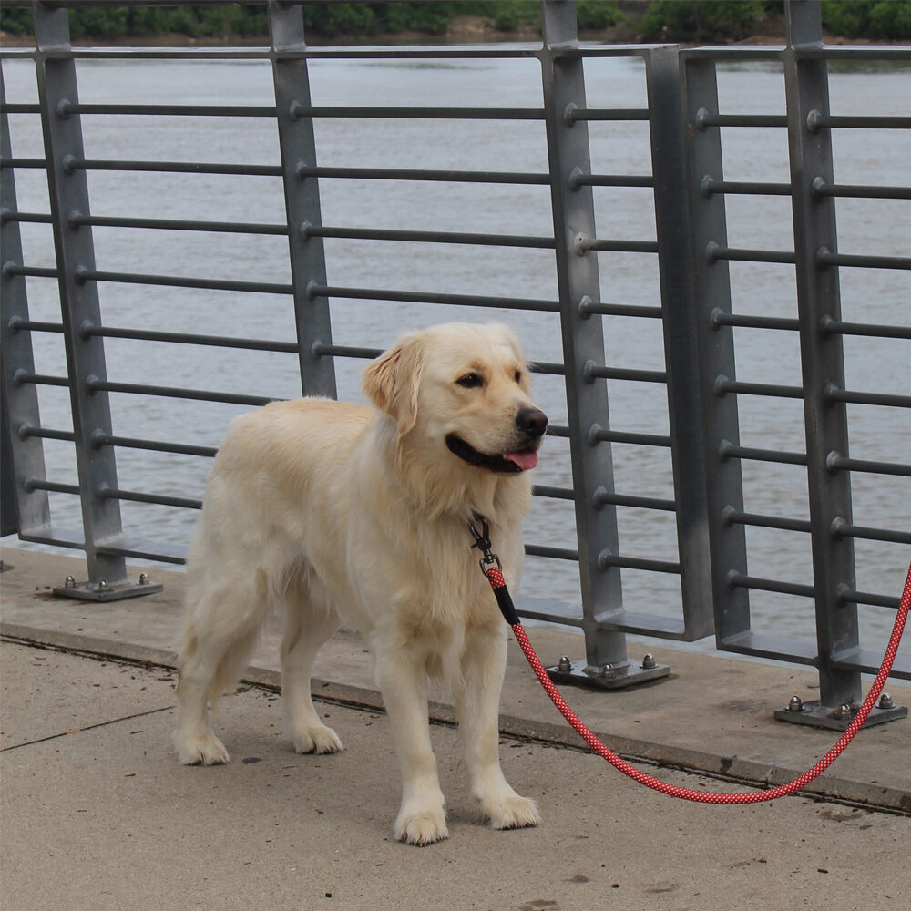 KONG Rope Leash - Black