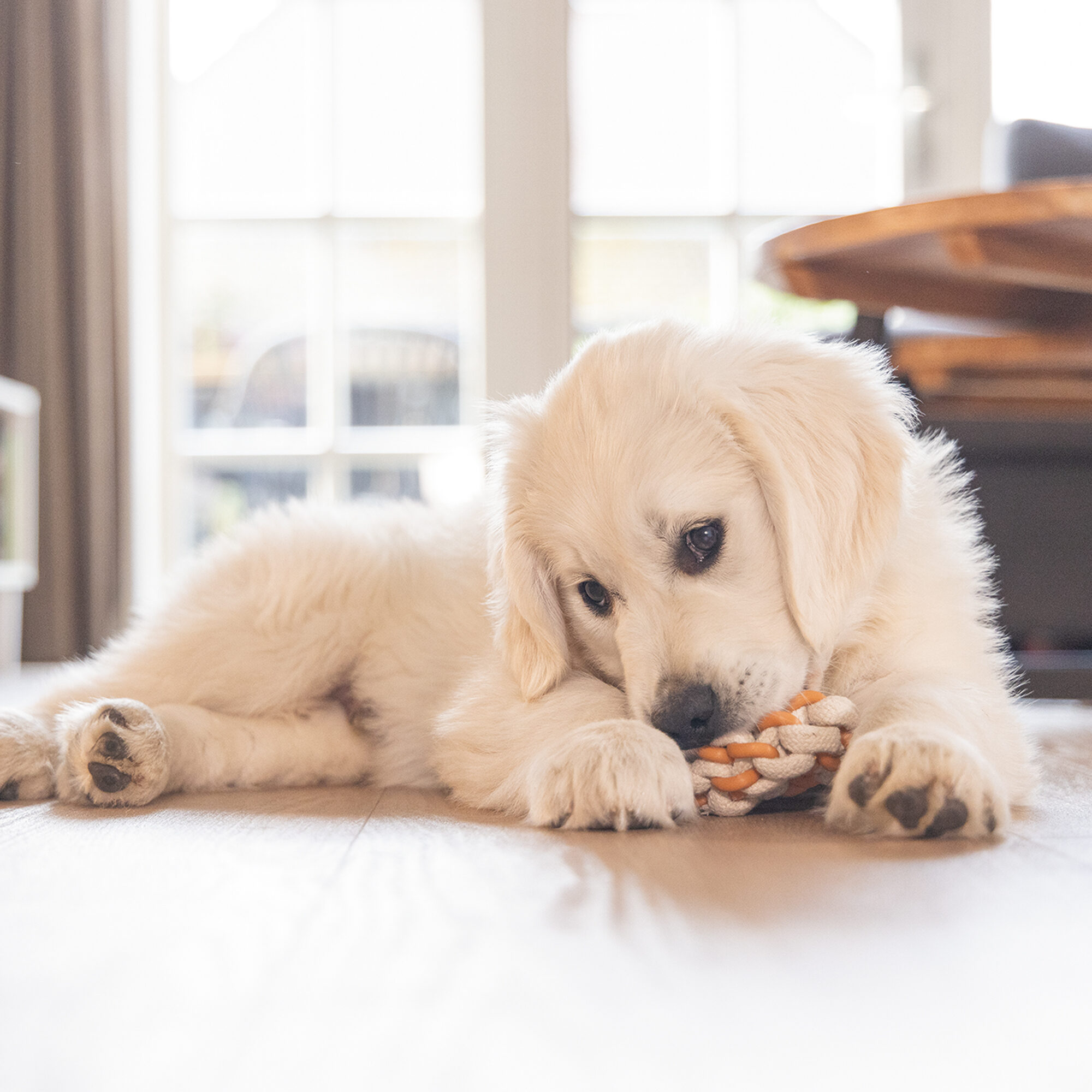 Beeztees Puppy Dental Rope Ring Mik - 14 cm