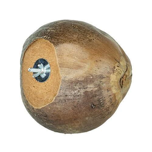 Back Zoo Nature Villa Coconuts