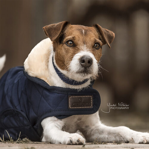 Kentucky - Dog coat original - Navy - S - 35 cm
