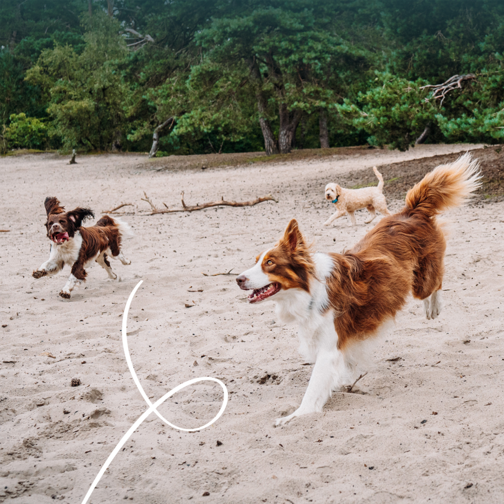 Yarrah - Vega Multi Dog Biscuits Bio 6x 250g