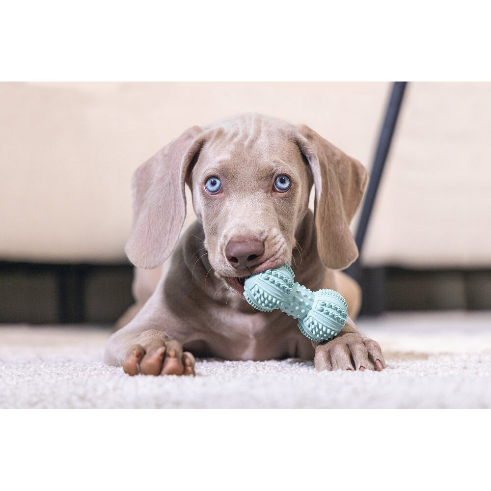 Beeztees Puppy Dental Barbell - Green