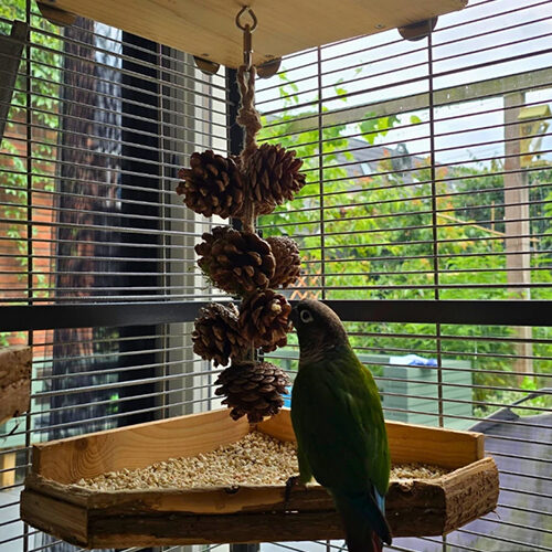 Back Zoo Nature Pinecone Garland