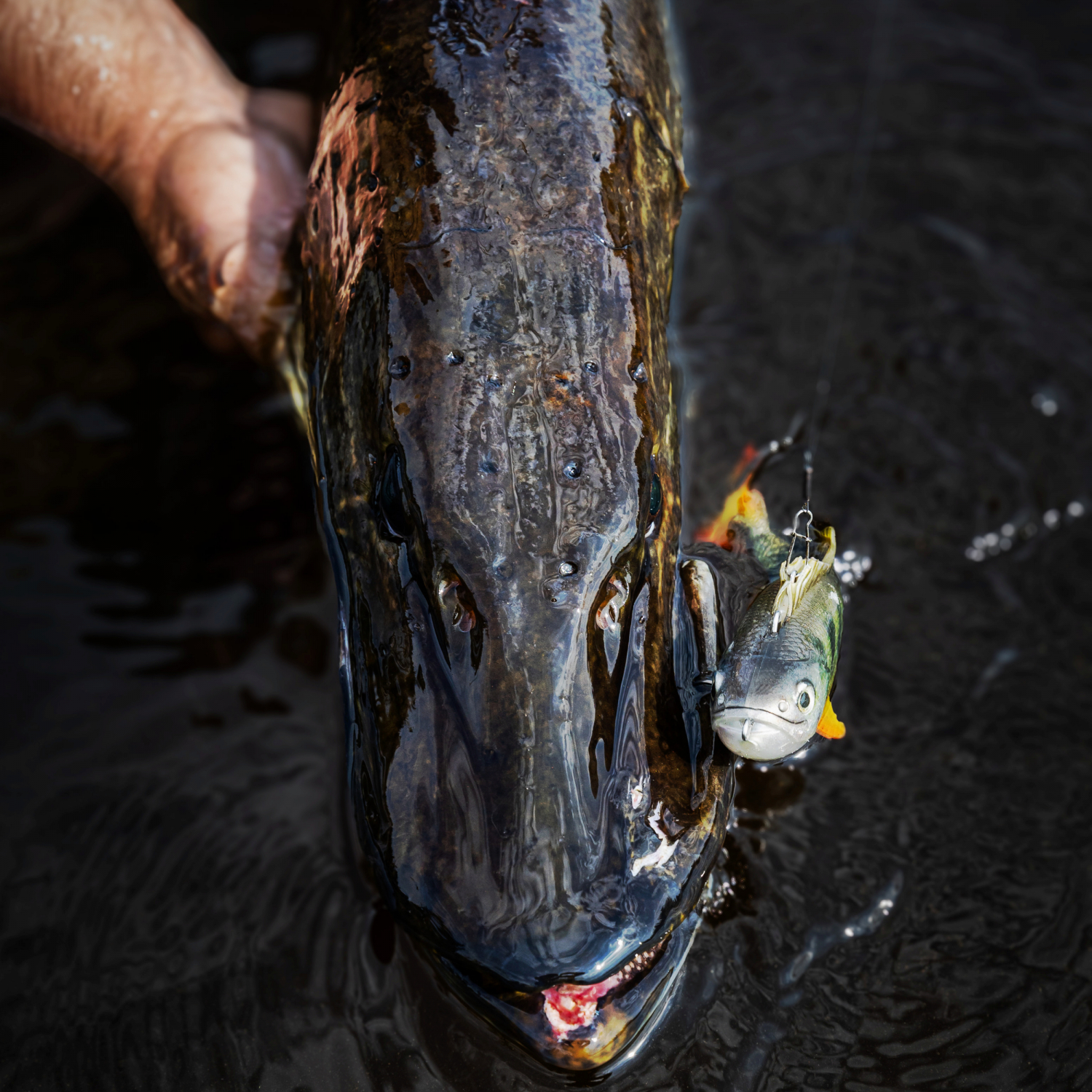 Pulz Bait Perch Skinz (Firetiger)