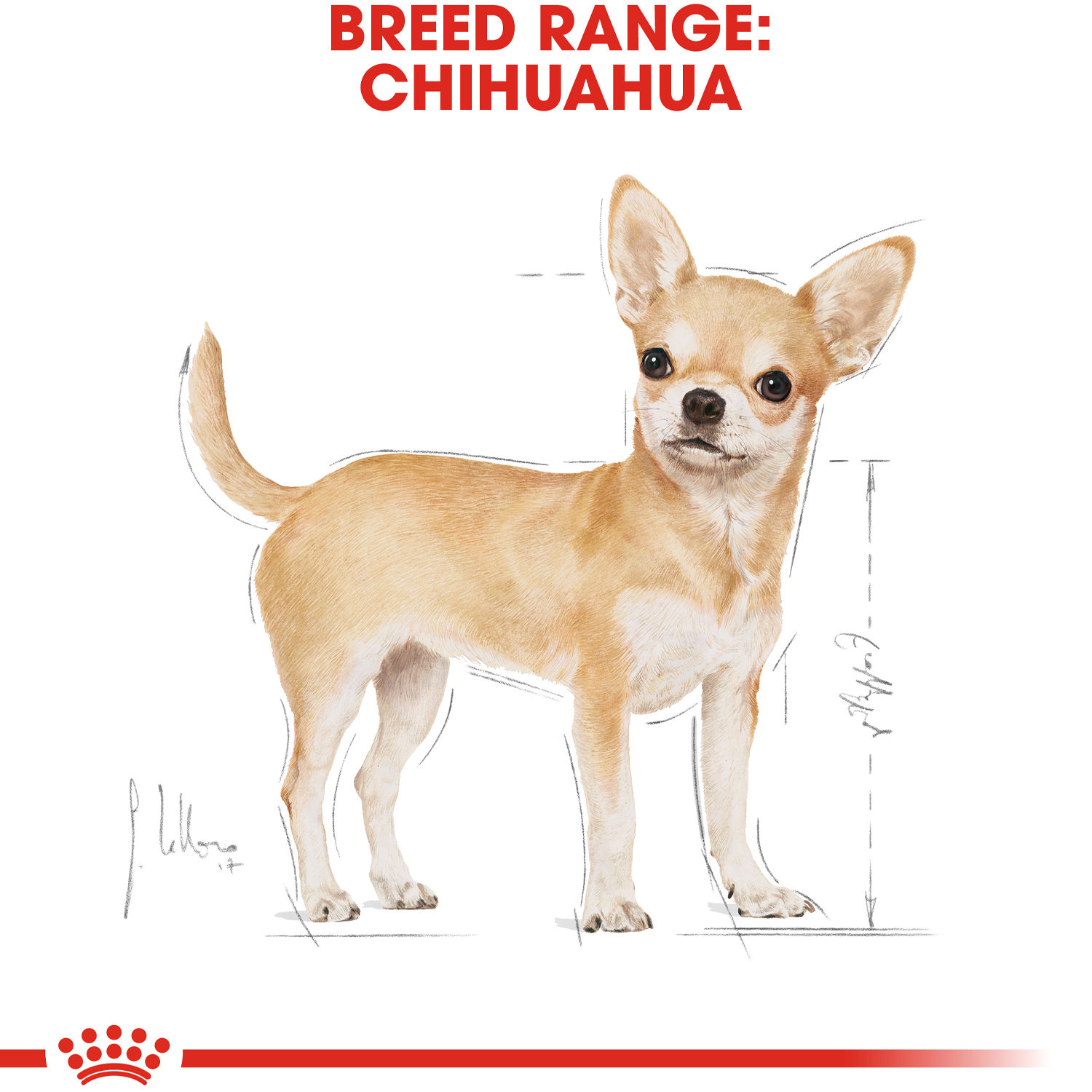 Royal Canin Chihuahua Adult Wet - 12 x 85 g