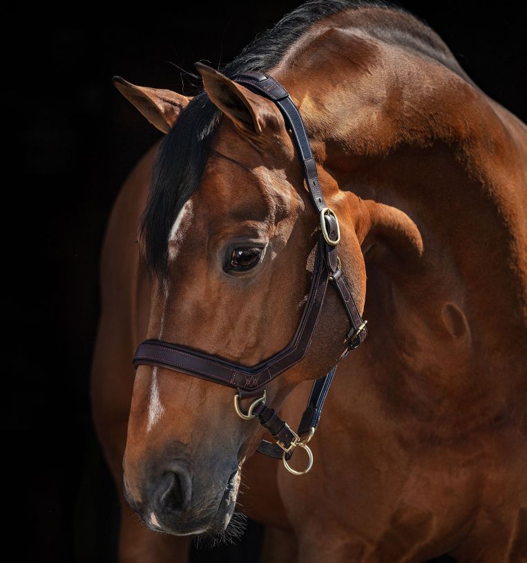 Rambo® Micklem® Headcollar