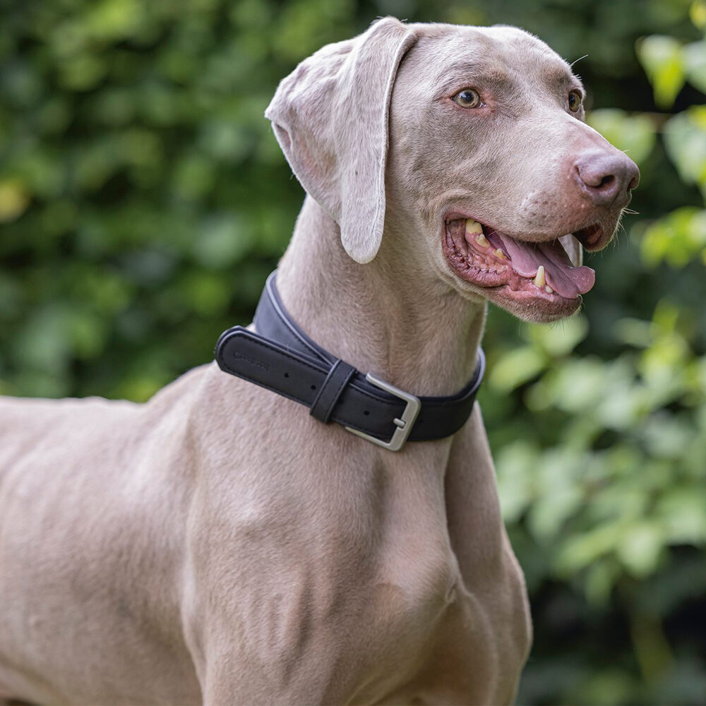 Beeztees Balacron Ax Dog Collar - Faux Leather - Brown - 21-26 cm x 10 mm