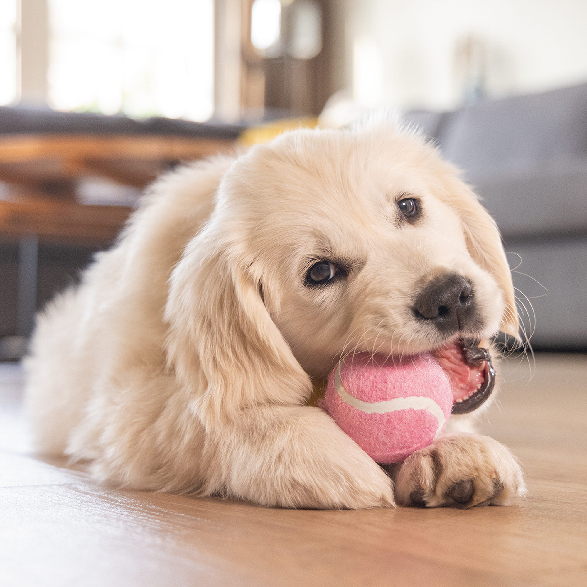 Beeztees Puppy Tennis Balls