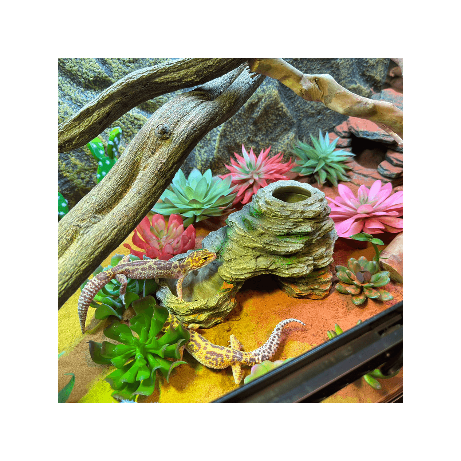 Terra Della Stone Pool