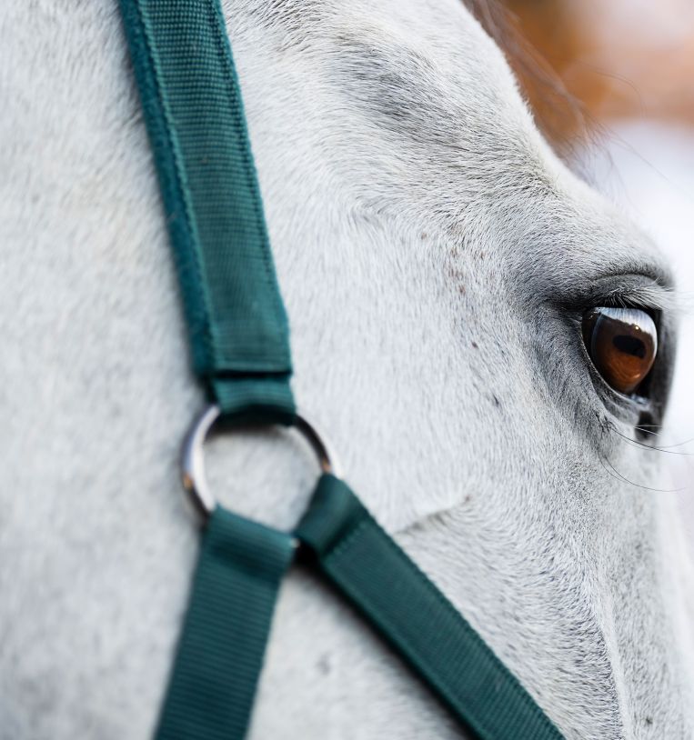 Horseware® Headcollar & Leadrope