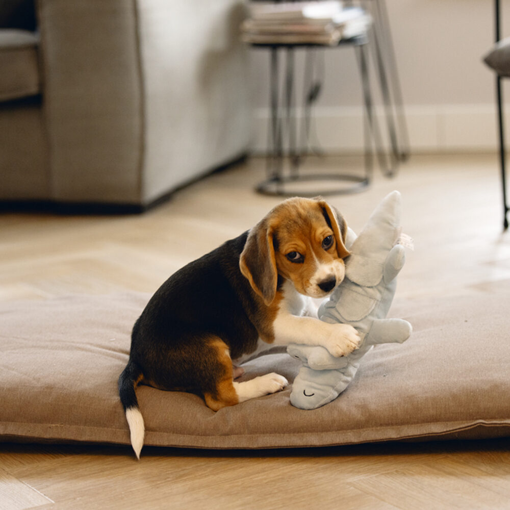 Beeztees Puppy Crocodile Jake