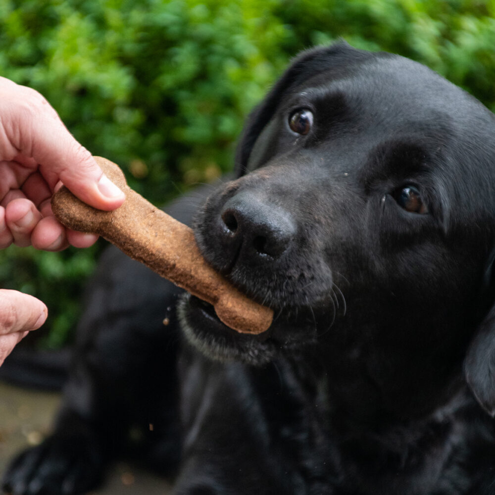 Bugbone Dog Snack - Large