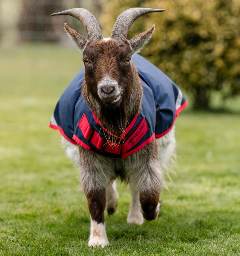 Horseware® Goat Coat 200g