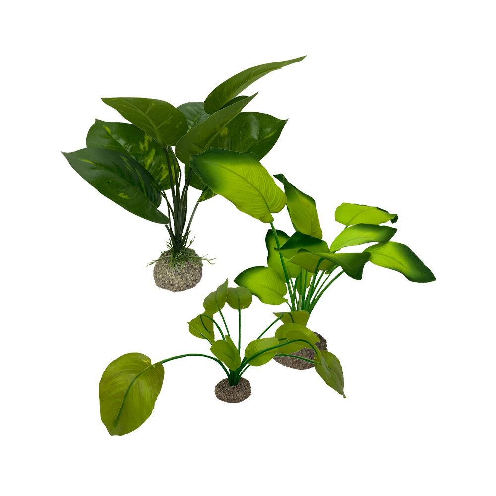 Aqua Della Anubias - Green - 17 cm