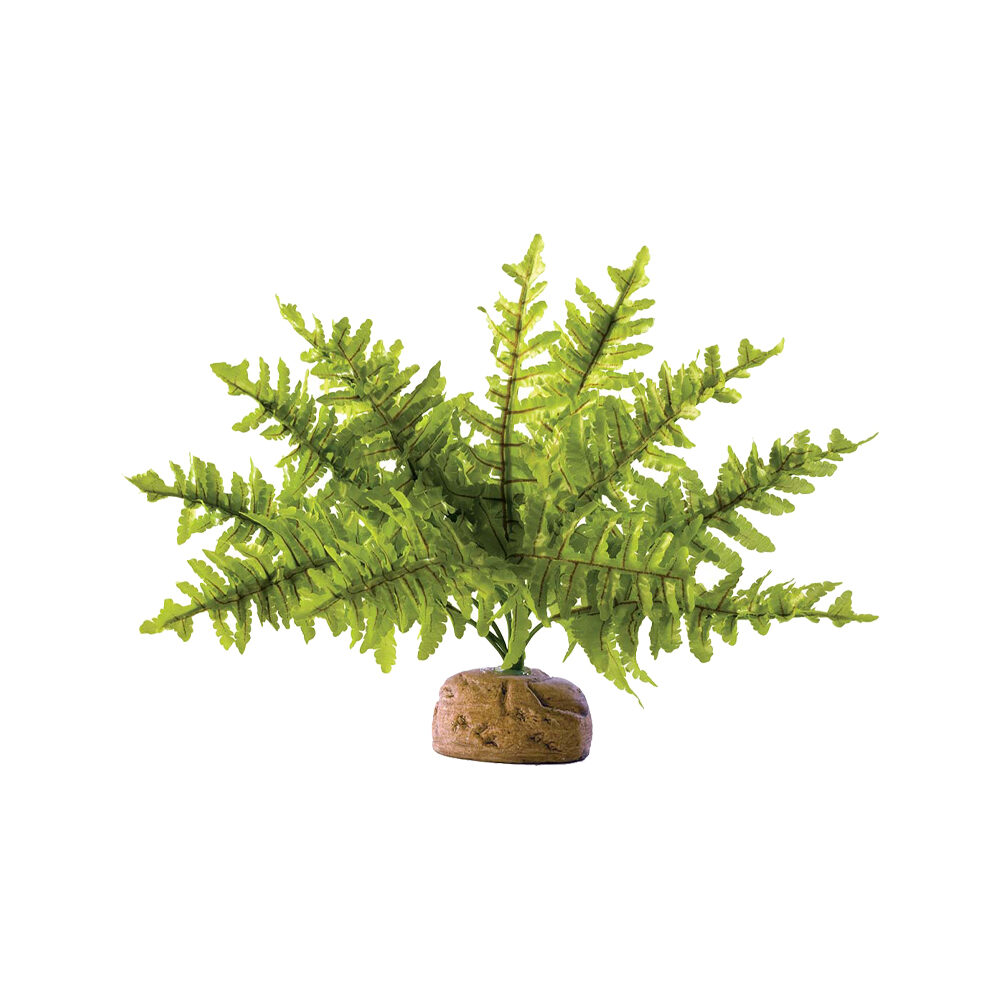Exo Terra Boston Fern