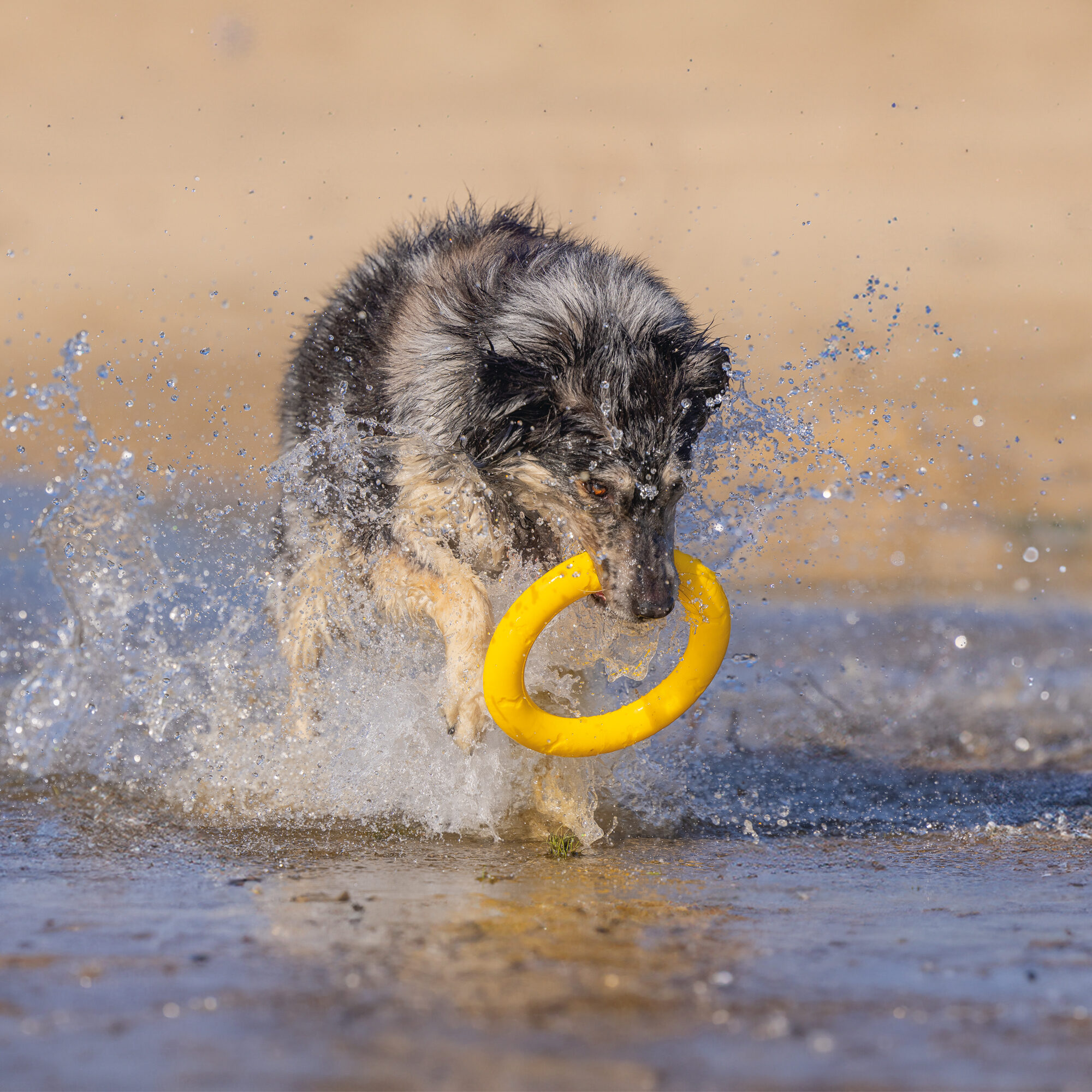 Beeztees Apportino Ring