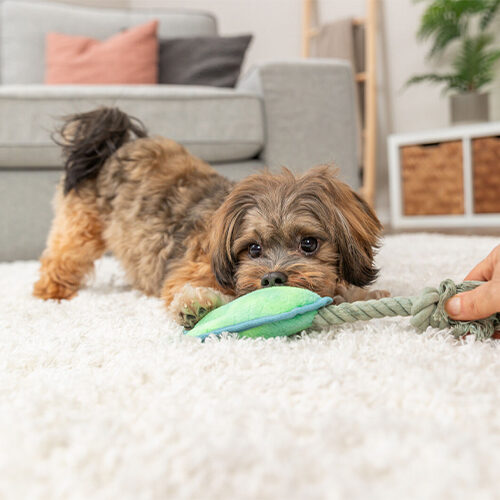 Trixie Claw on a Rope - Blue/green - 22 cm