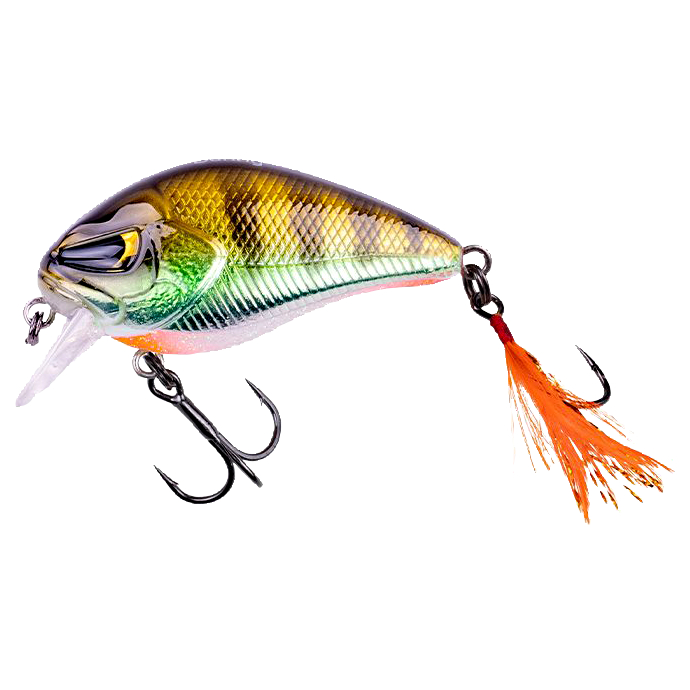 Zeck Danny (Glam Perch BA)