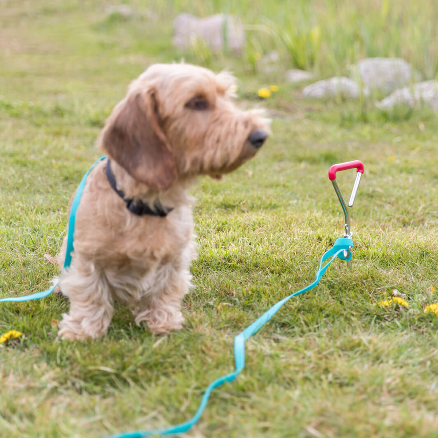 Trixie Tie Out Stake - 1 piecer