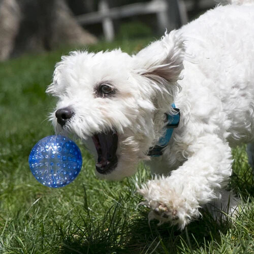 Kong Squeezz Geodz 2-pack - Assorted - L