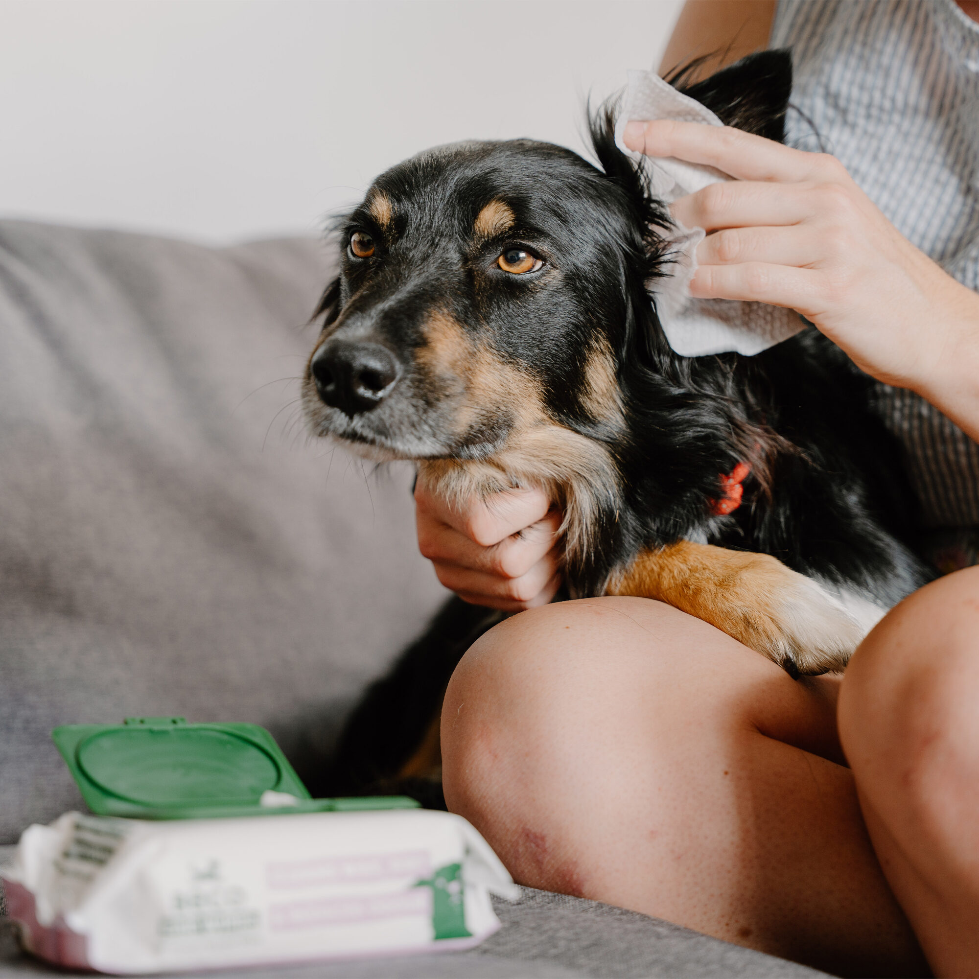 Beco Dog Ear Wipes - Coconut - 70 units