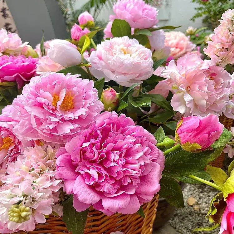 š„LETZTER TAG 49% RABATTšŗ DIE KĆNIGIN DER BLUMENāDOPPELPETALIGE PFINGSTROSE