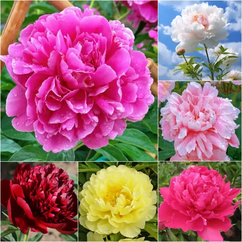 š„LETZTER TAG 49% RABATTšŗ DIE KĆNIGIN DER BLUMENāDOPPELPETALIGE PFINGSTROSE