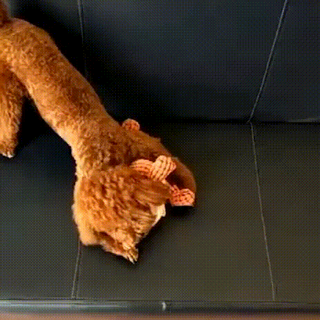 Langlebiger, robuster Dinosaurier für Hunde🐕🐕Kauf 2 und kostenlosen Versand