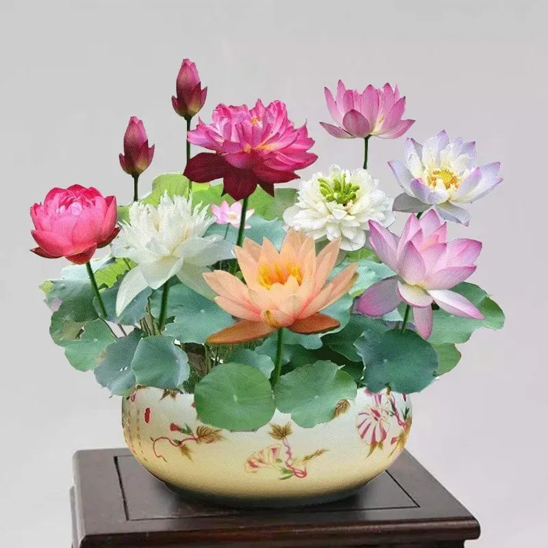 🌸7 Days germination🌸Last Day Sale - 60% OFF💐The Sacred Bonsai Bowl Lotus Flower