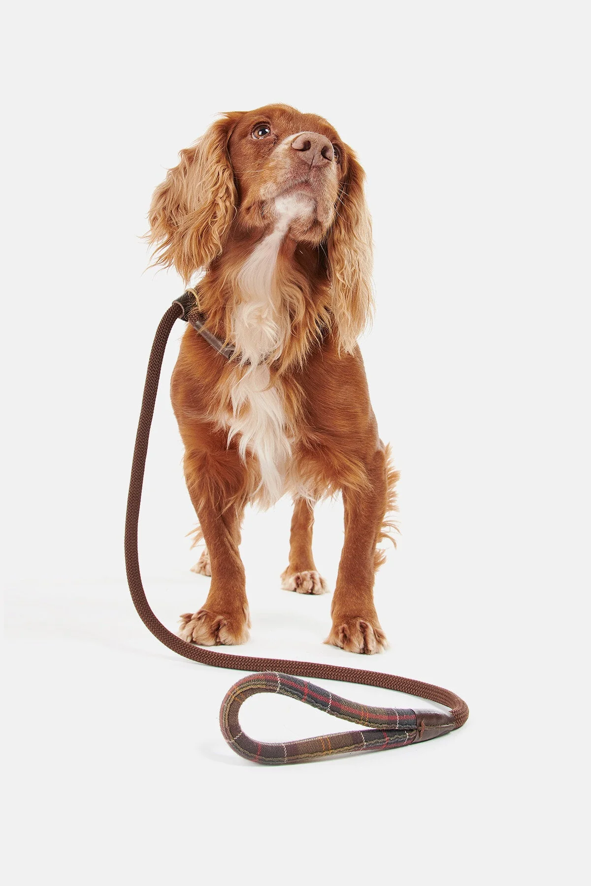 Tartan Leash - CLASSIC TARTAN