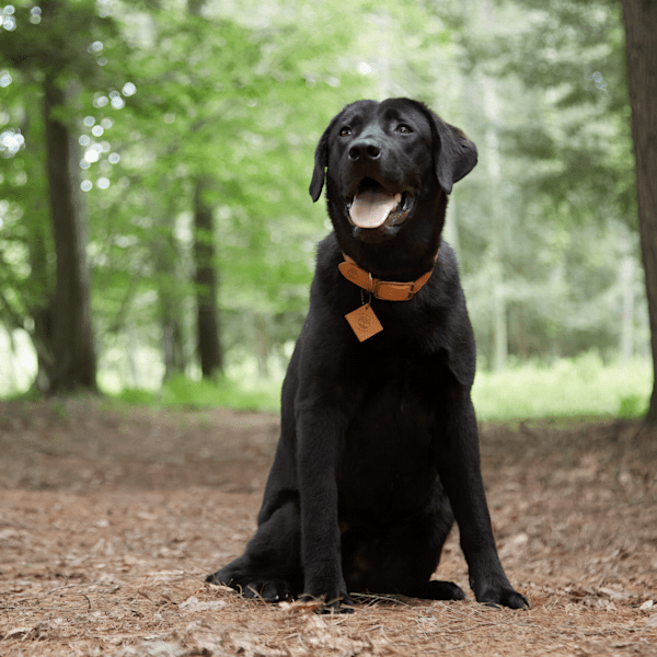 Large Leather Dog Collar