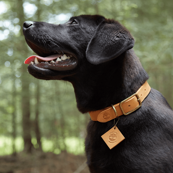 Small Leather Dog Collar