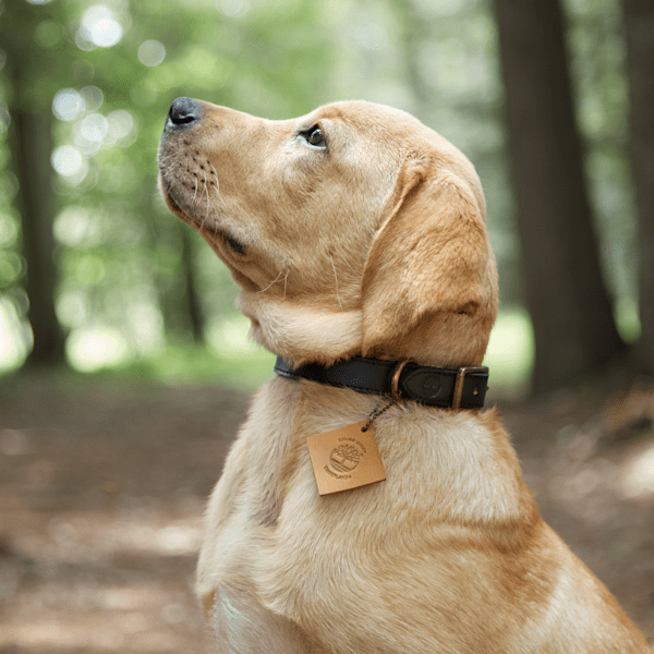 Small Leather Dog Collar