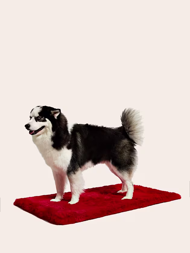 Pet mat Le Tapis Rouge - GUESS