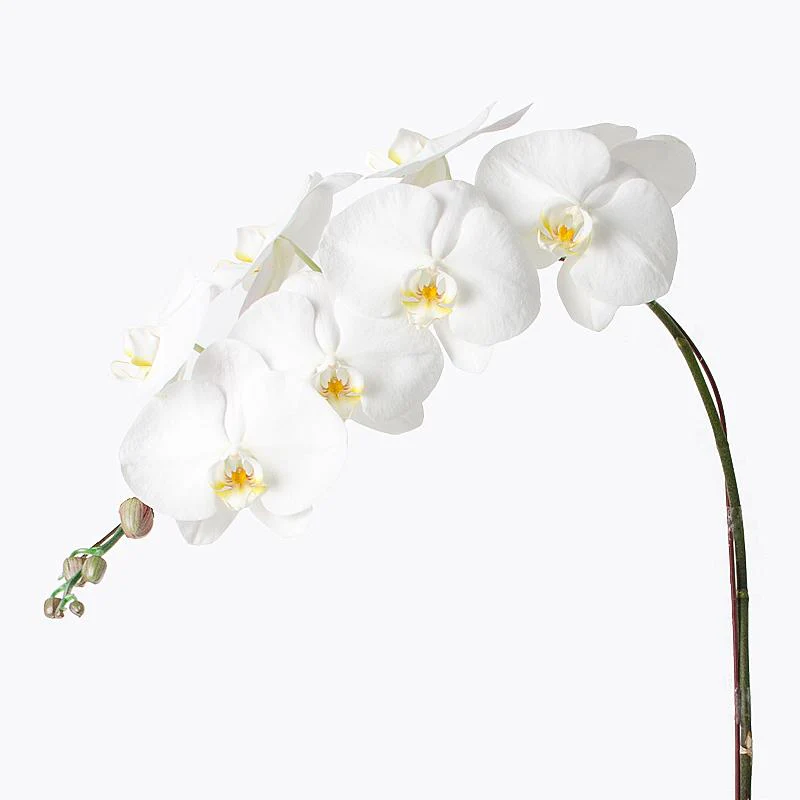 Everlasting White Orchid