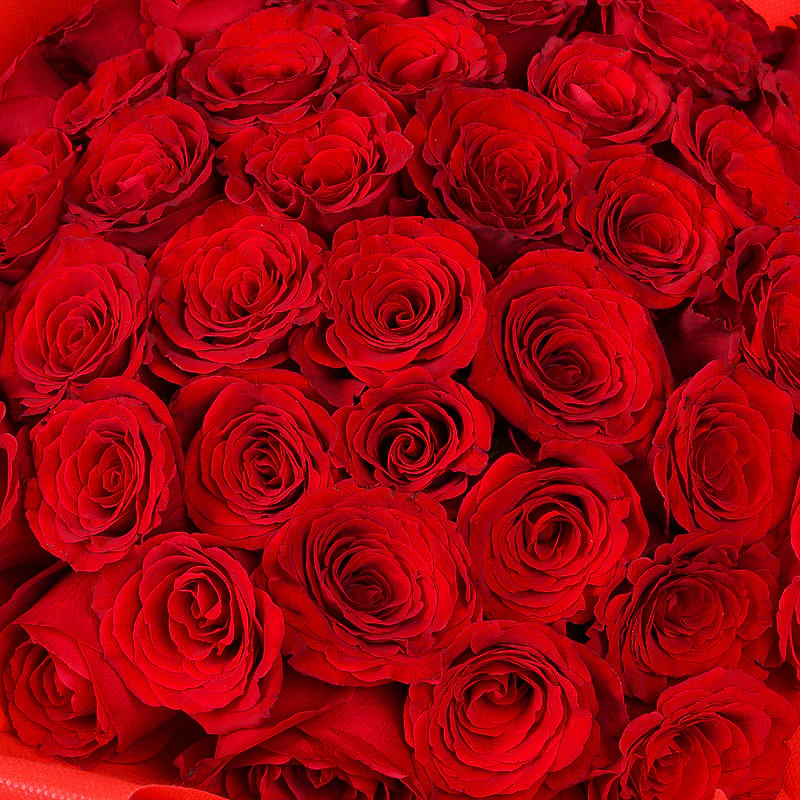 50 Red Roses