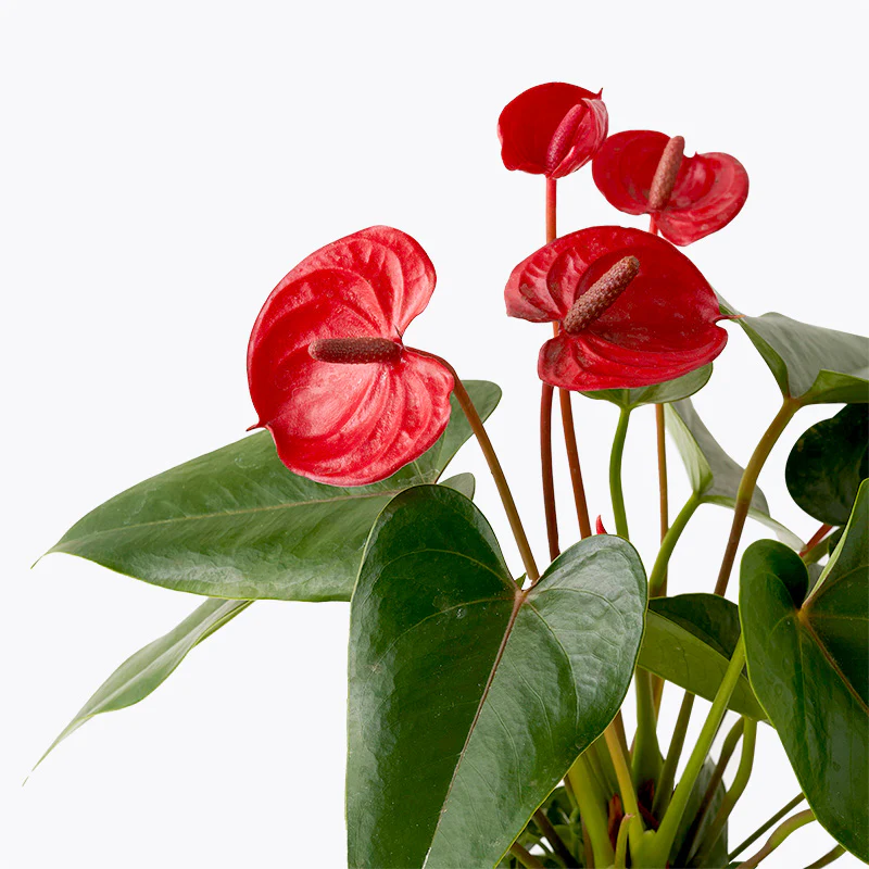 Anthurium Bloom