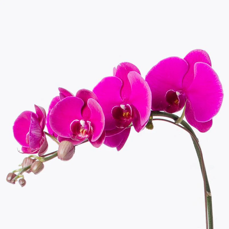 Exquisite Purple Orchid